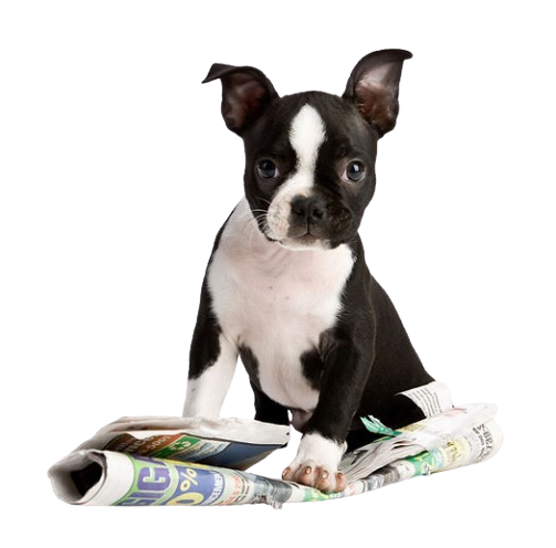 Dog 2
