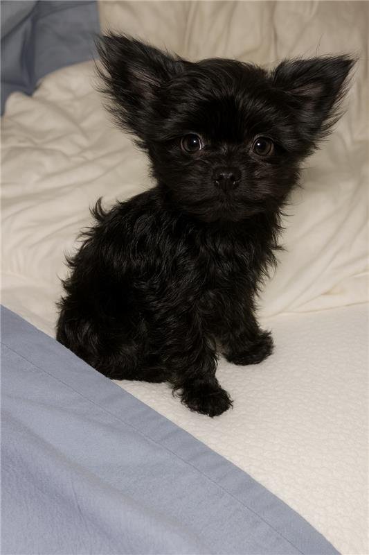 Dog 1
