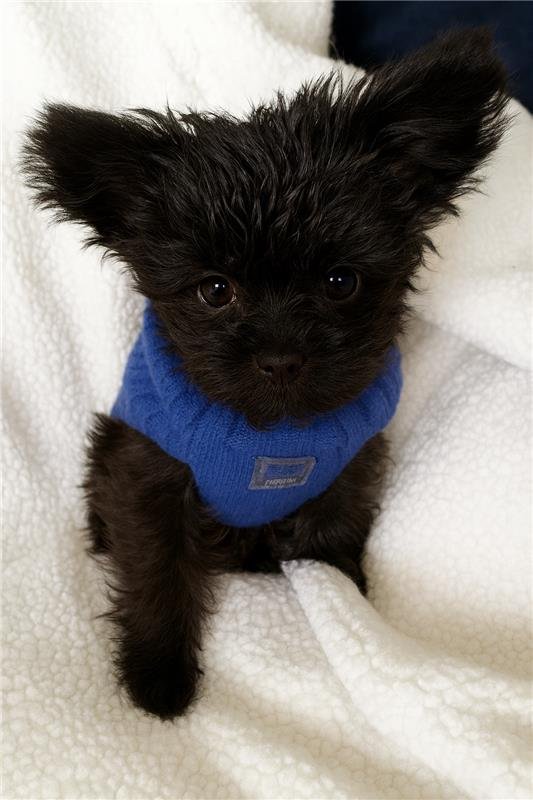 Dog 2
