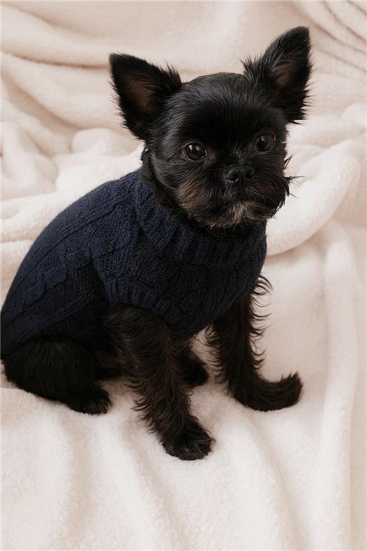 Dog 3