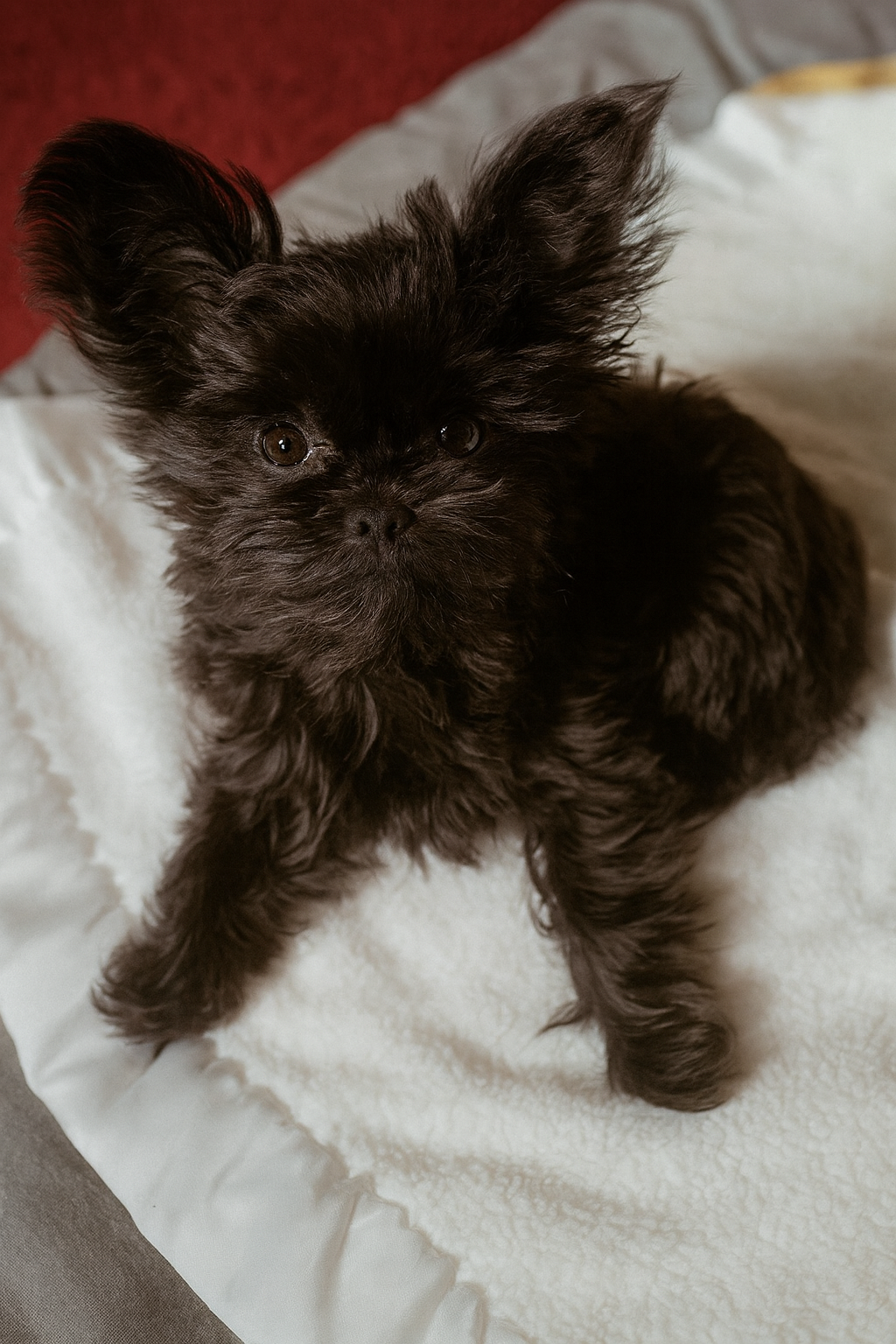 Dog 5