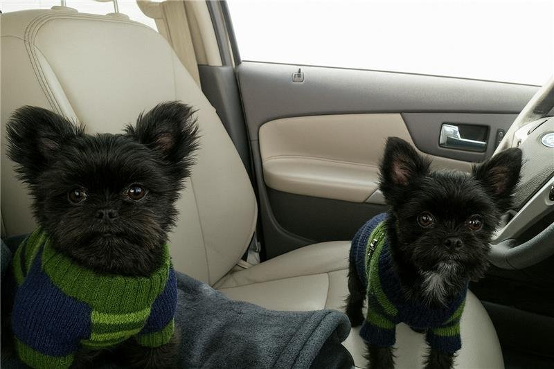 Dog 6