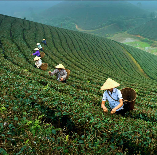 Tea field sourcing image