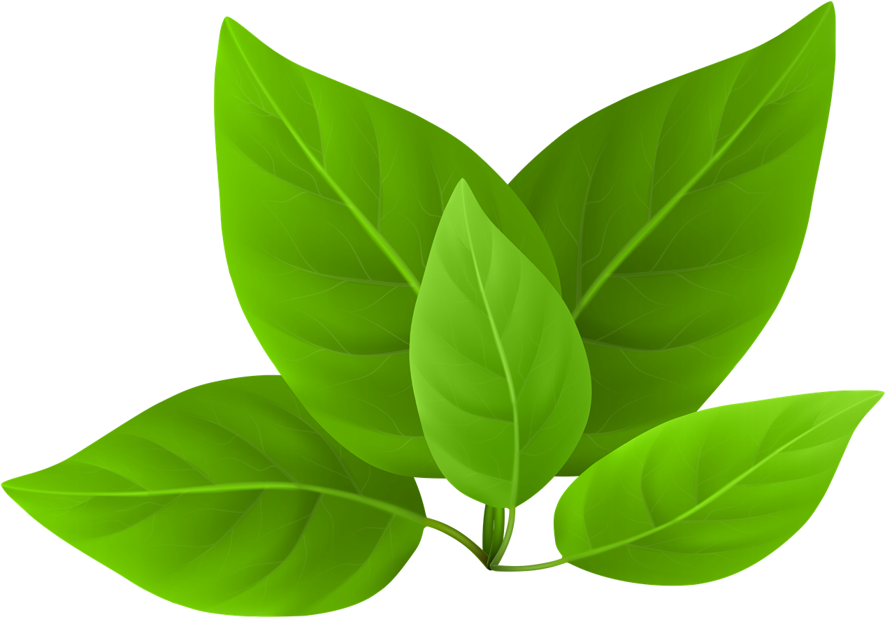 leaf